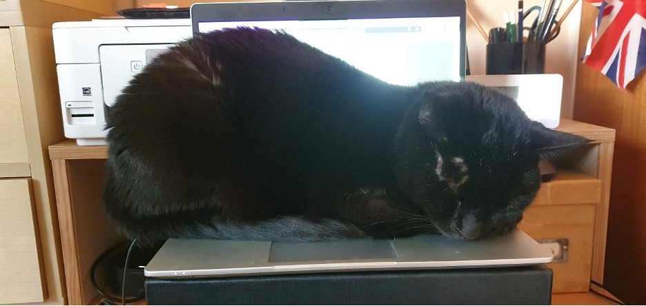 Mr Grebo balancing work and sleep. Except it's my work with his sleep...